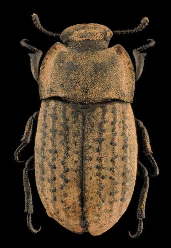 Réf. 296 680 : Opatrum sabulosum